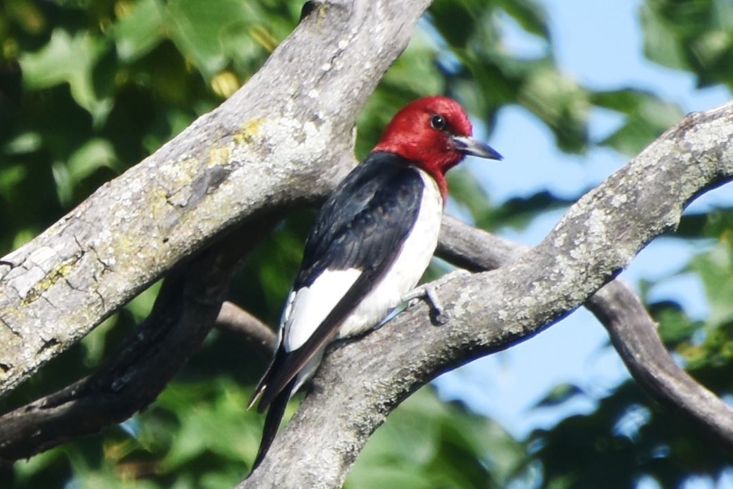 Red-headed Woodpecker - ML463465621