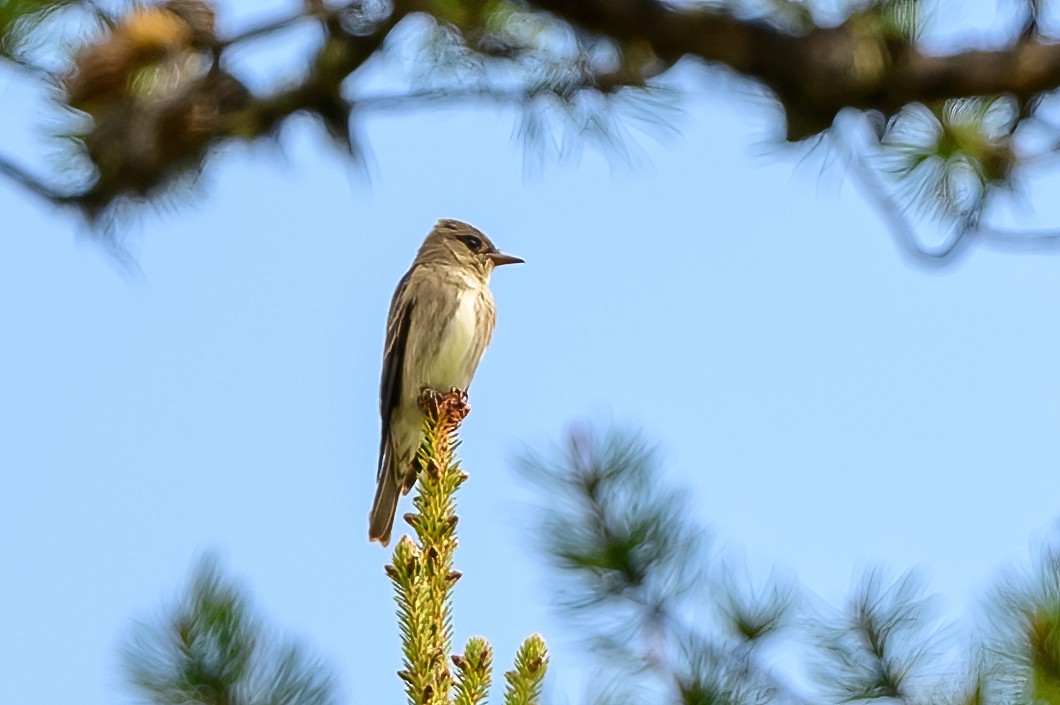 Olive-sided Flycatcher - ML463466831