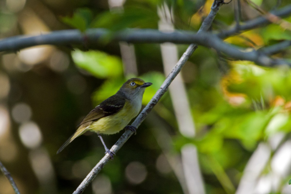 Ak Gözlü Vireo - ML463469571