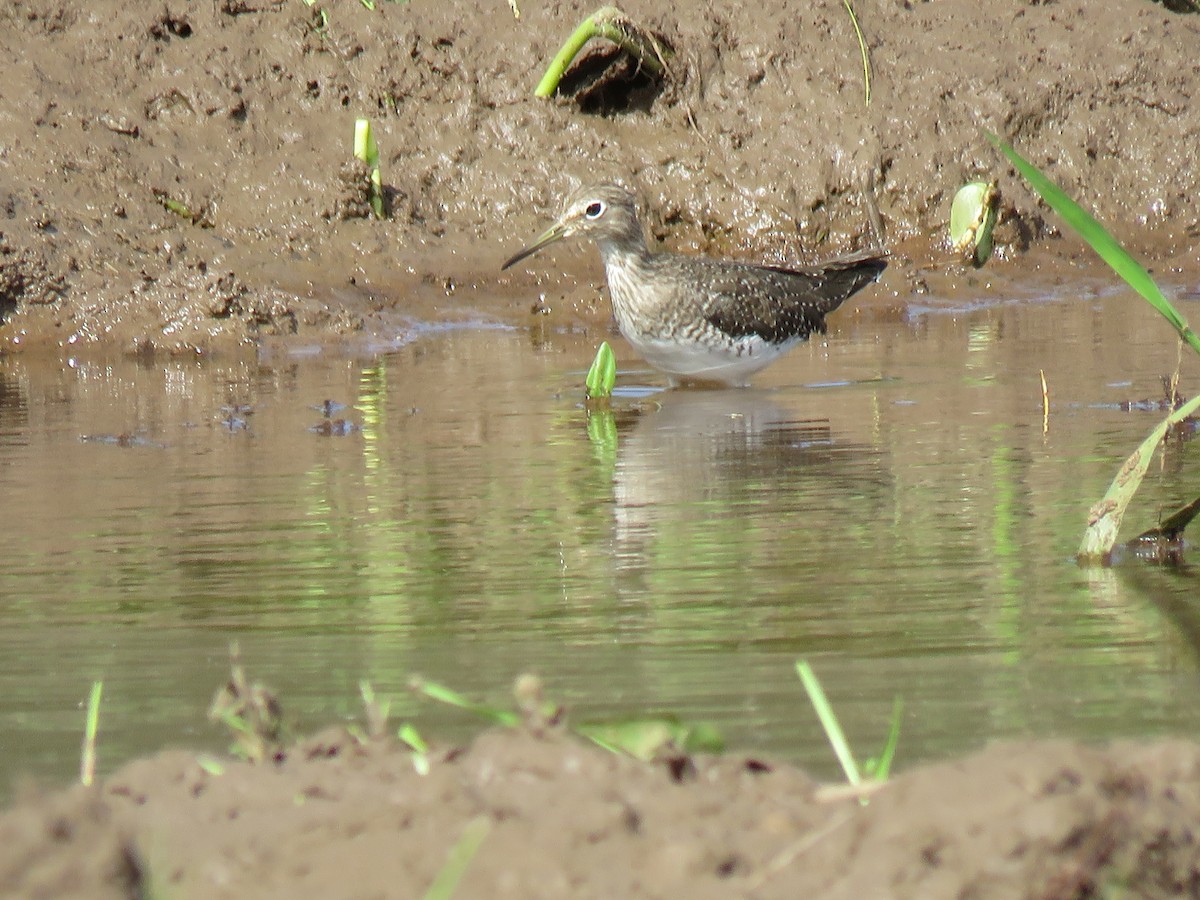 Solitary Sandpiper - Thomas Brooks