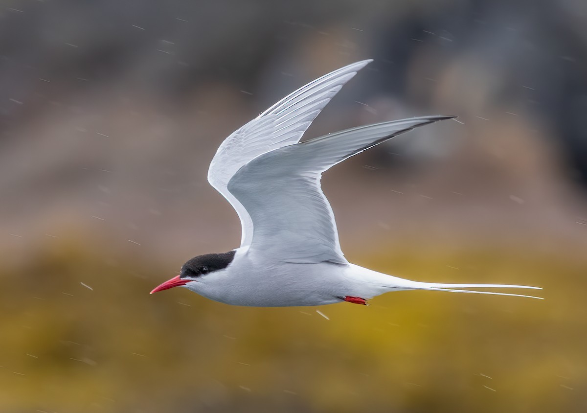 Arctic Tern - Iris Kilpatrick