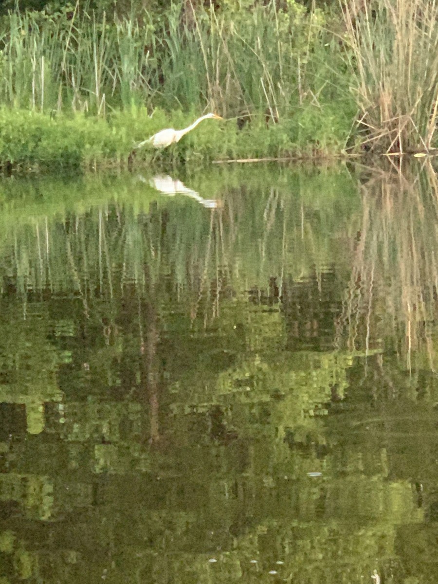 Great Egret - ML463471411