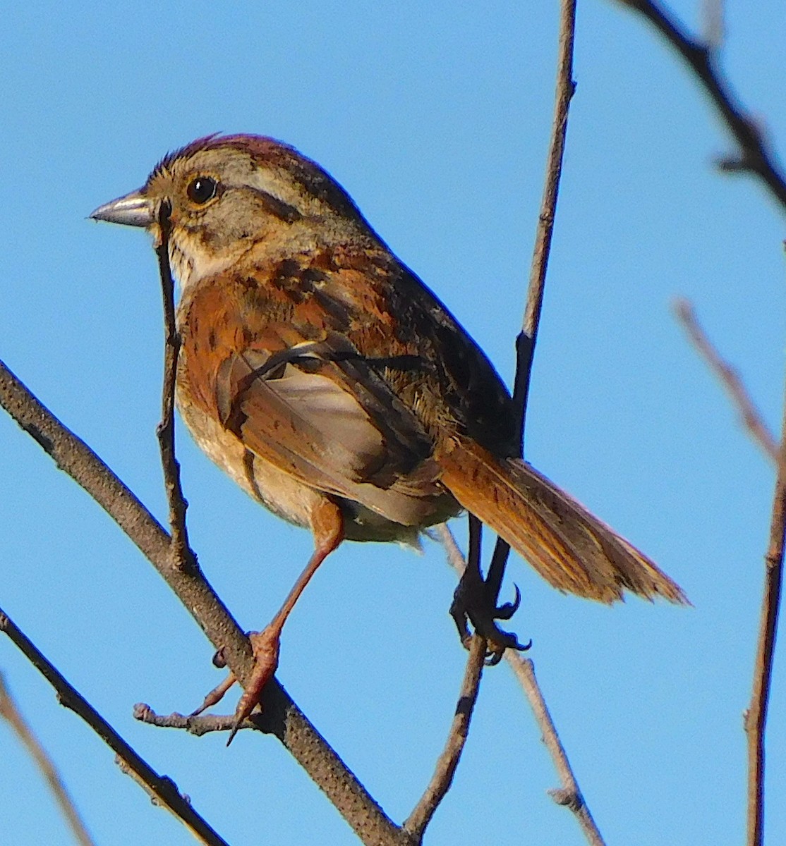 Swamp Sparrow - Lee Gray