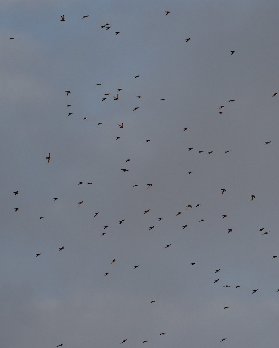 White-collared Swift - ML463471521