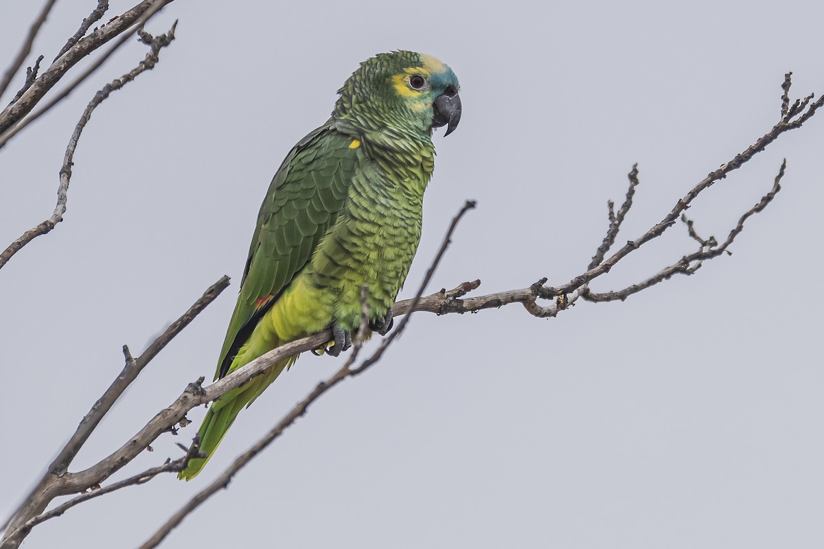 Turquoise-fronted Amazon - ML463472541