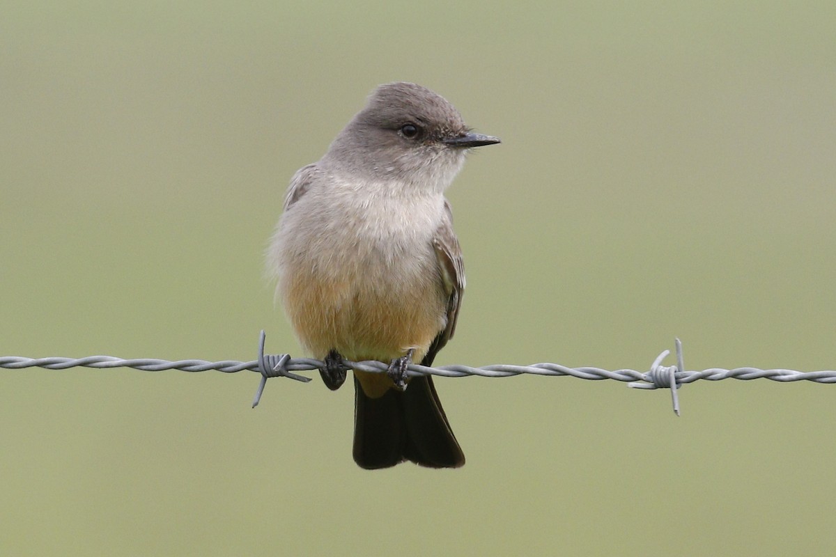 Say's Phoebe - ML46347301