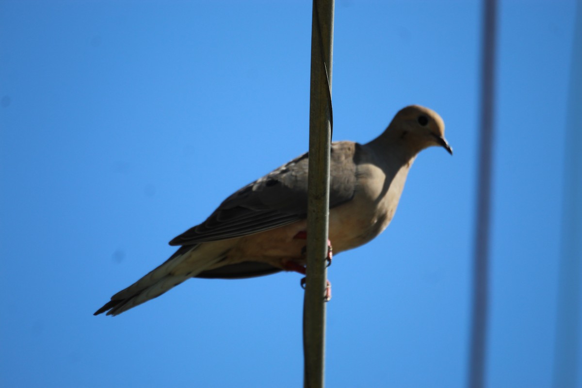 Mourning Dove - ML463473321