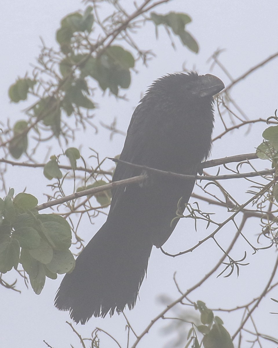 Smooth-billed Ani - David Kirschke