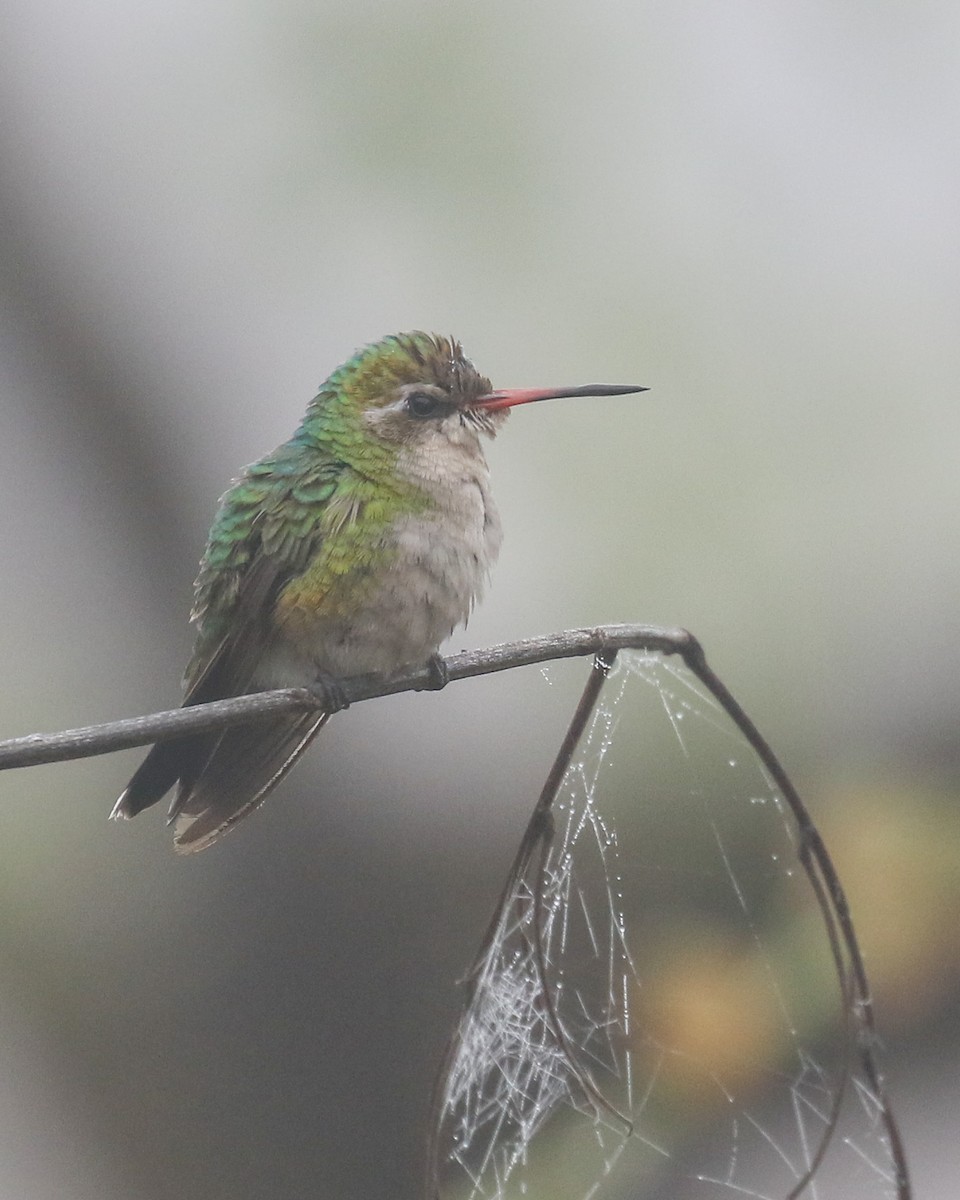 Glittering-bellied Emerald - ML463474191