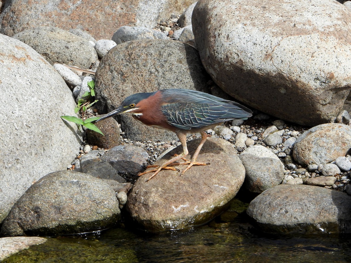 Green Heron - ML463474261