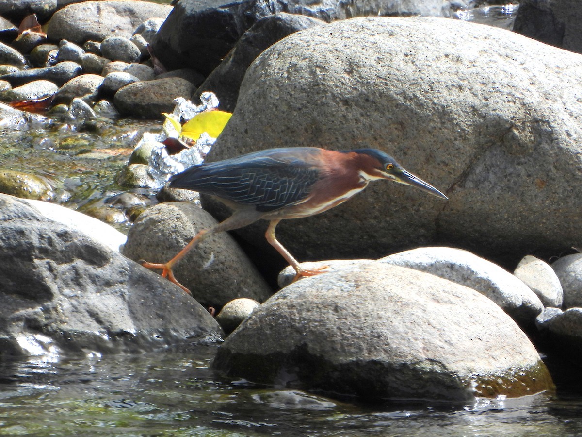 Green Heron - ML463474271