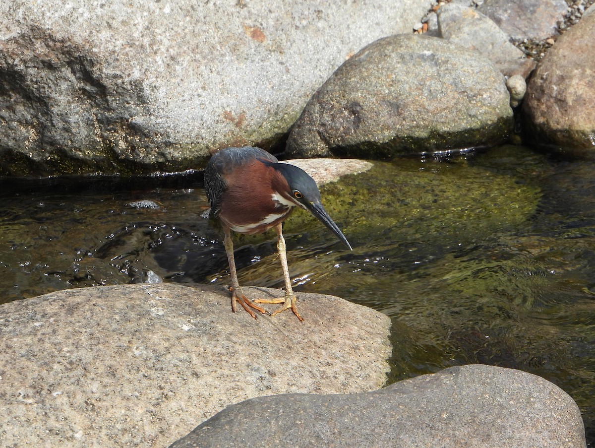 Green Heron - ML463474331