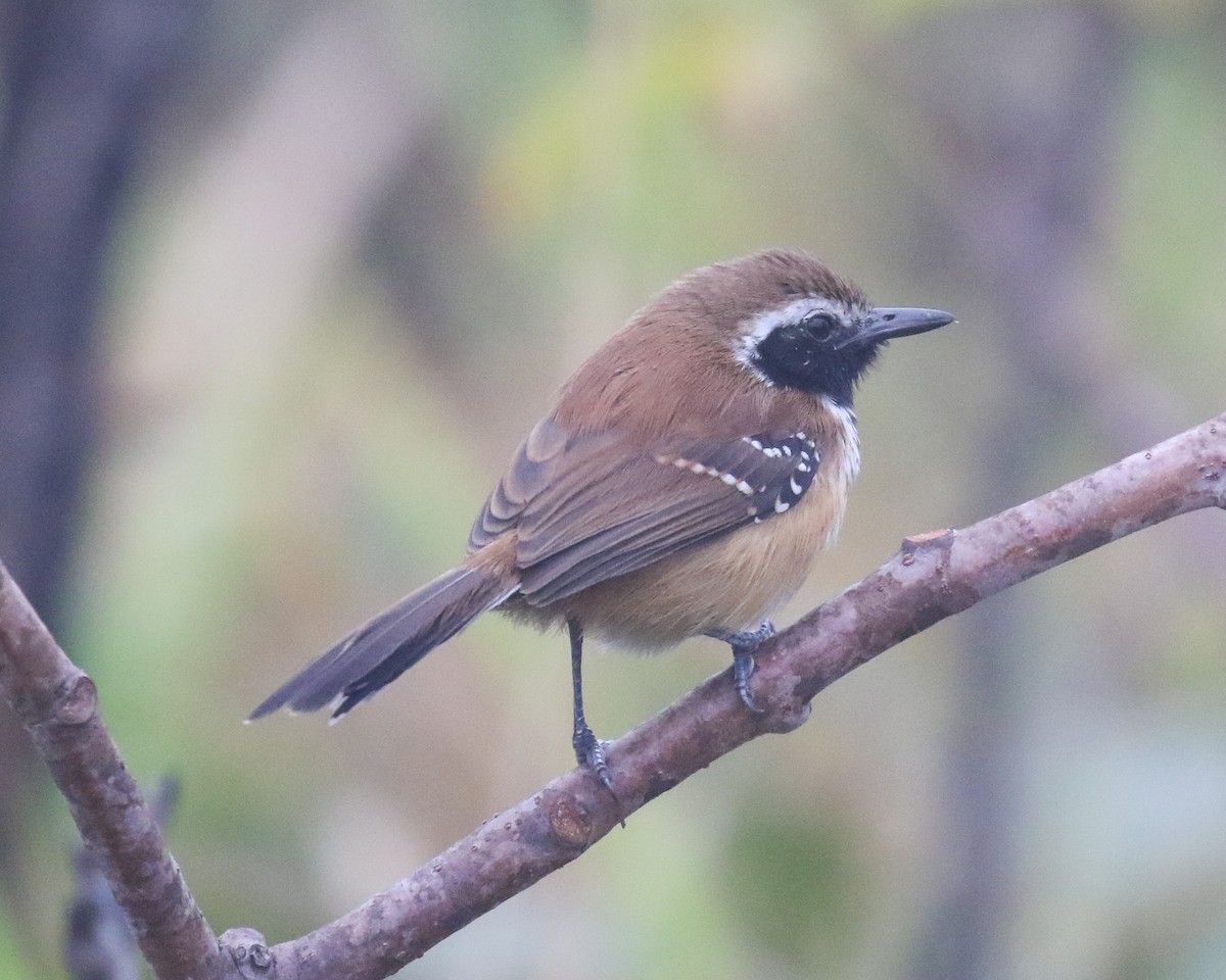 Rusty-backed Antwren - David Kirschke