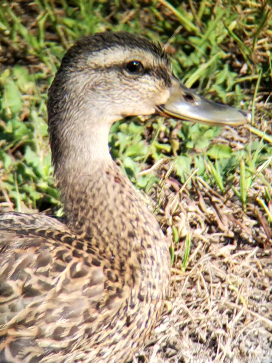 Mallard - Jane Spinney