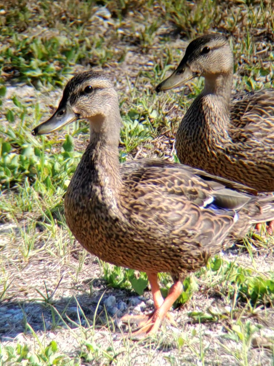 Canard colvert - ML463475291