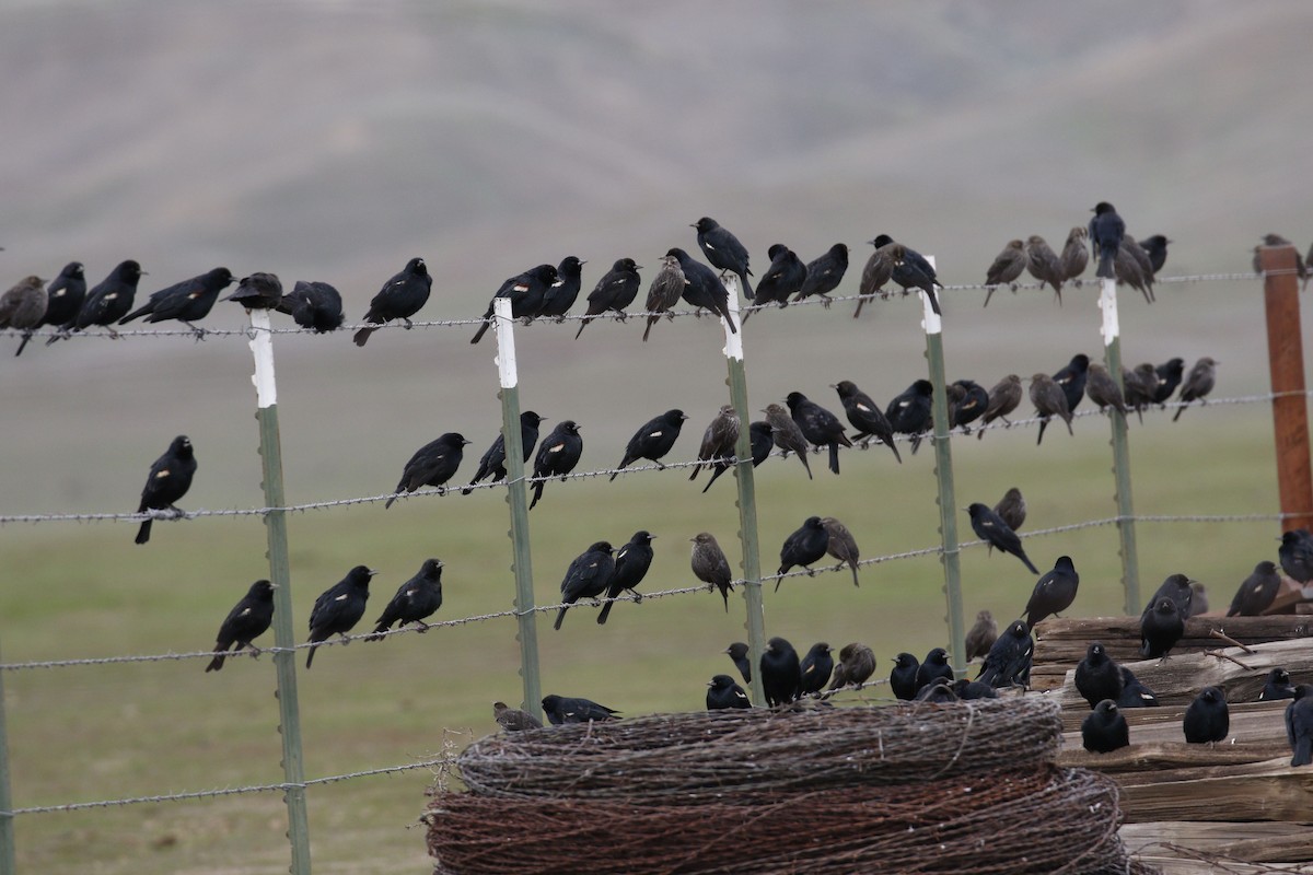 Tricolored Blackbird - ML46347541