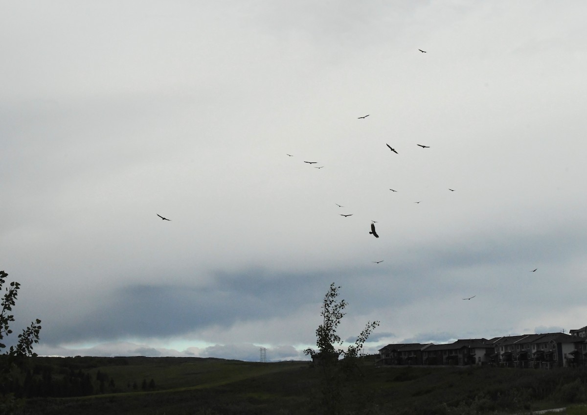 Turkey Vulture - ML463475511