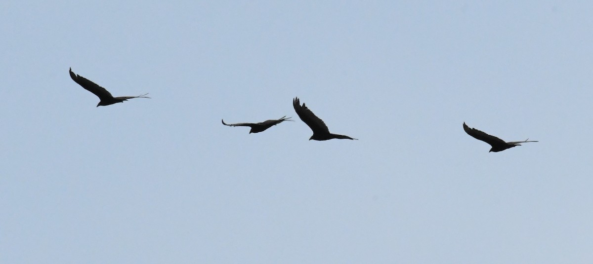 Turkey Vulture - ML463475531