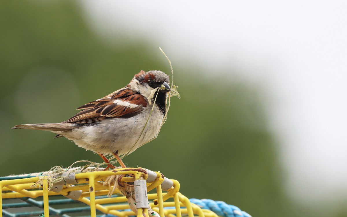 House Sparrow - Stefan Mutchnick