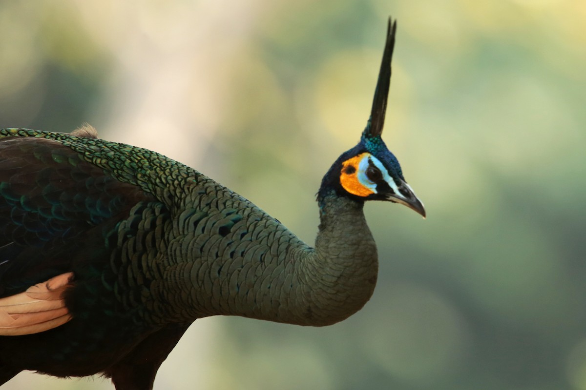 Green Peafowl - ML46347671