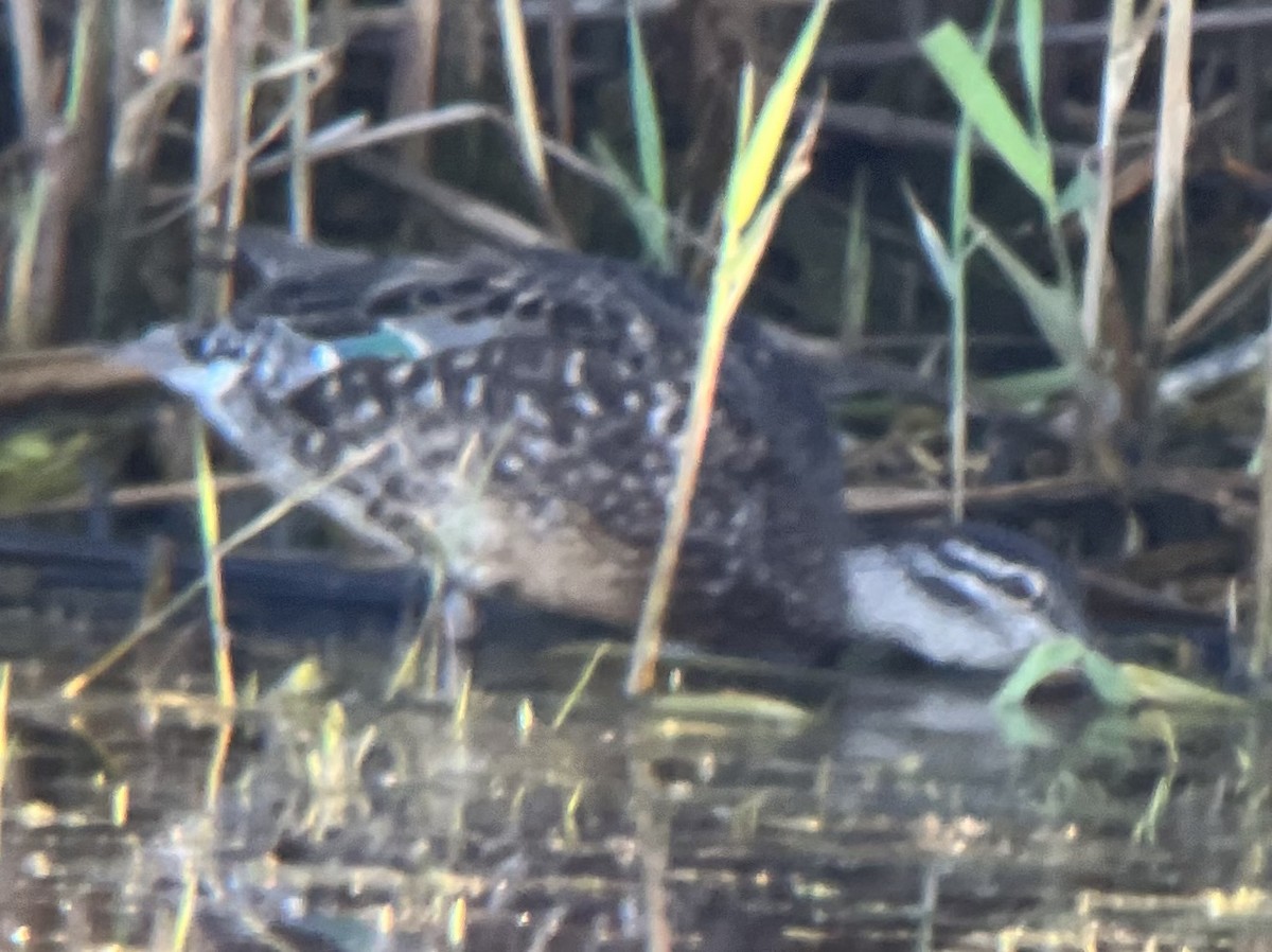 čírka obecná (ssp. carolinensis) - ML463476921