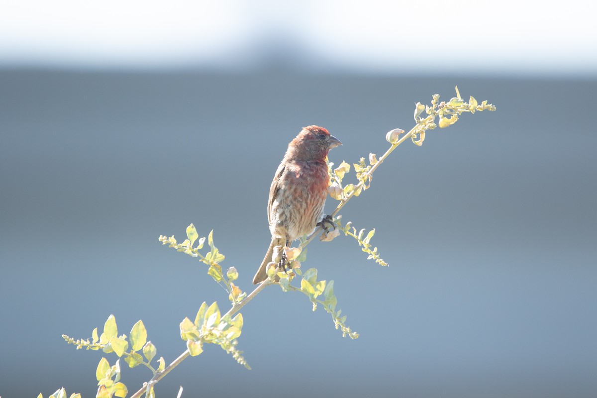 House Finch - ML463477601