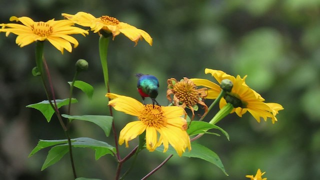 Northern Double-collared Sunbird - ML463478701