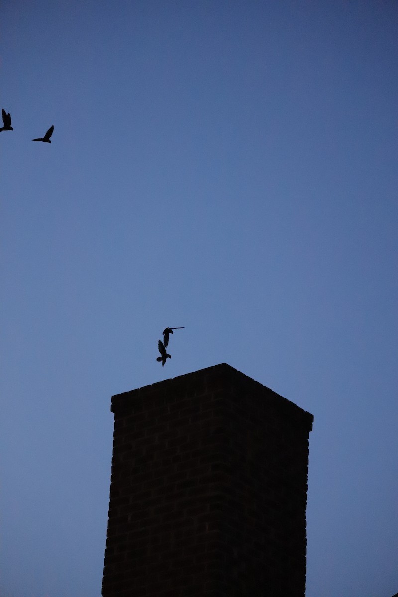 Chimney Swift - Adam Prince