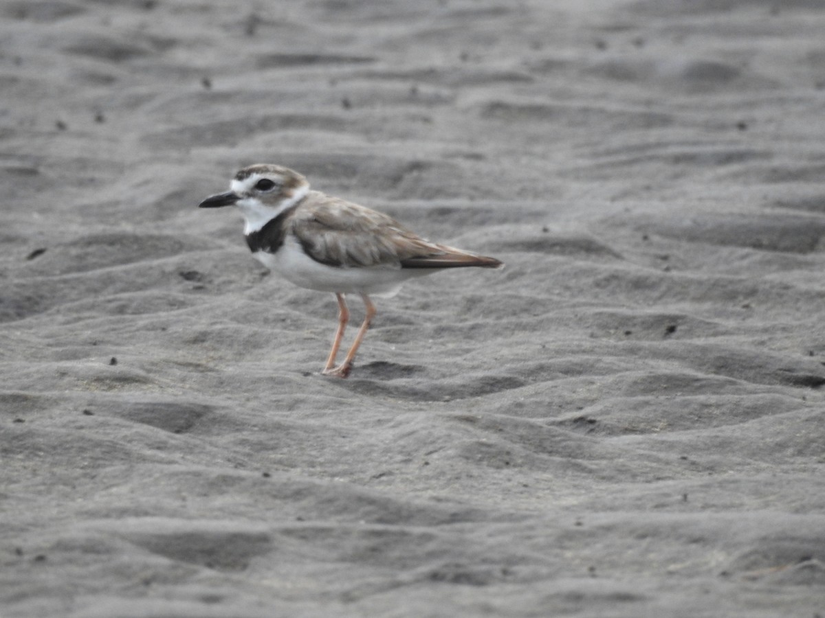 Semipalmated Plover - ML463486891