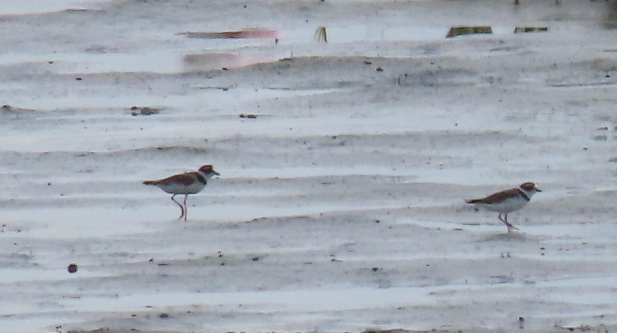 Semipalmated Plover - ML463487121