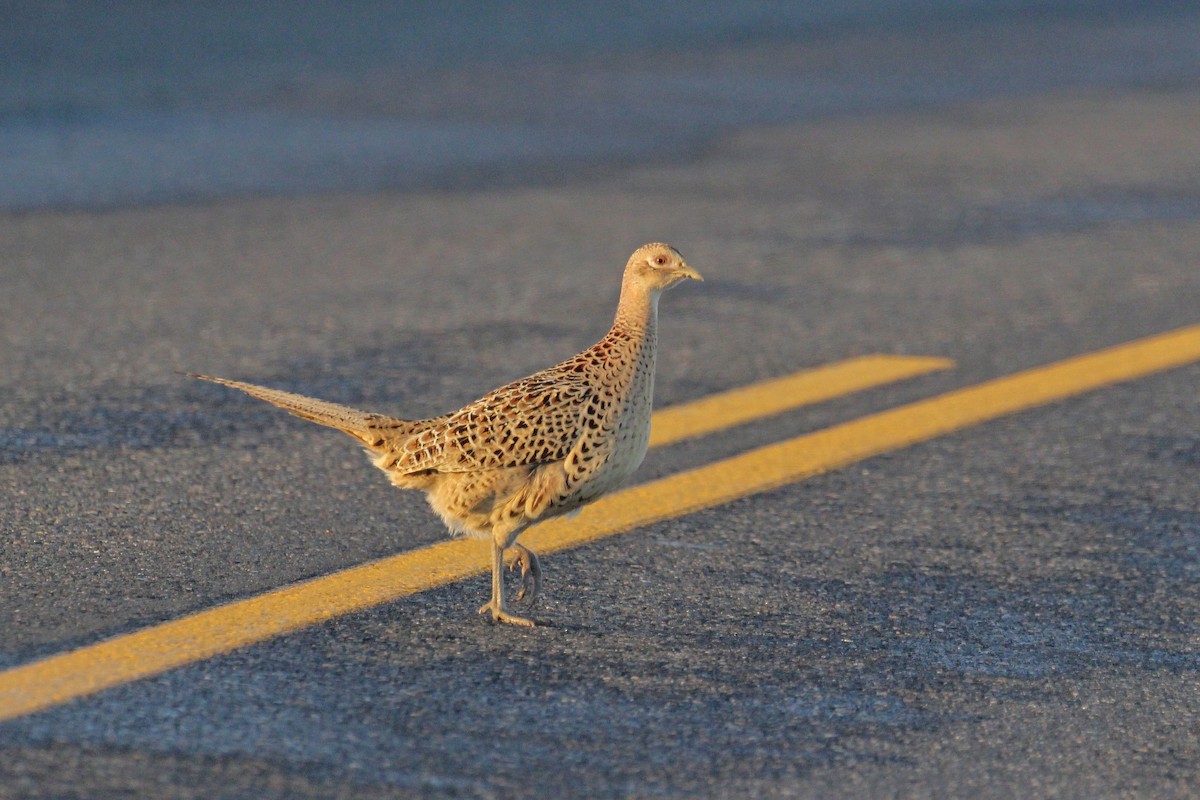 Ring-necked Pheasant - Chuck Gates