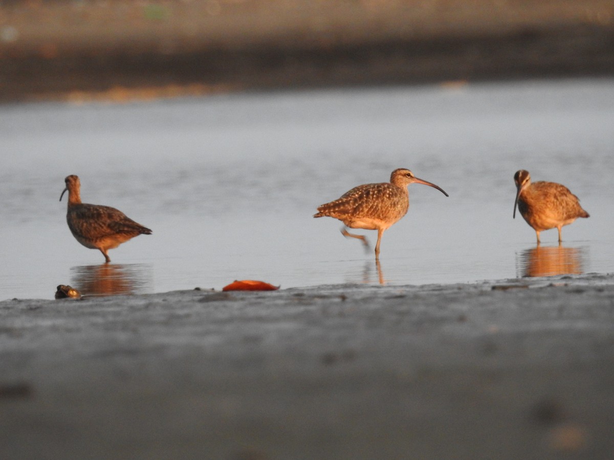 Whimbrel - ML463488221