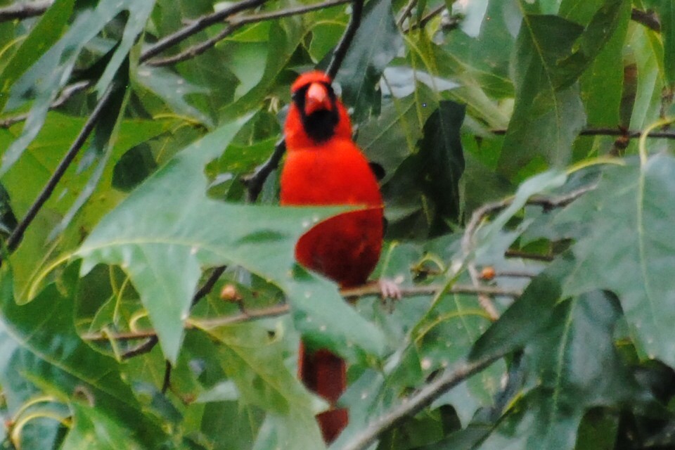 Northern Cardinal - ML463488561