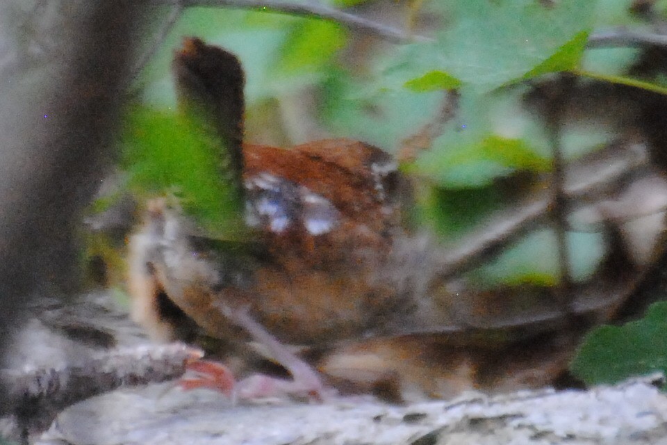 Carolina Wren - ML463488731