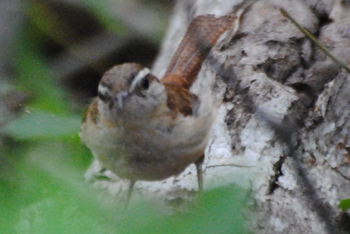 Carolina Wren - Bryan Sharp