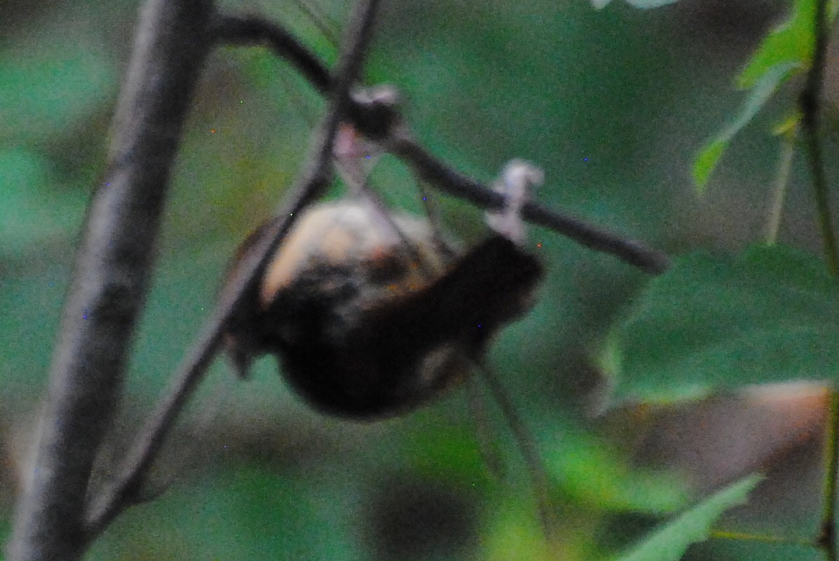 Carolina Wren - ML463488751