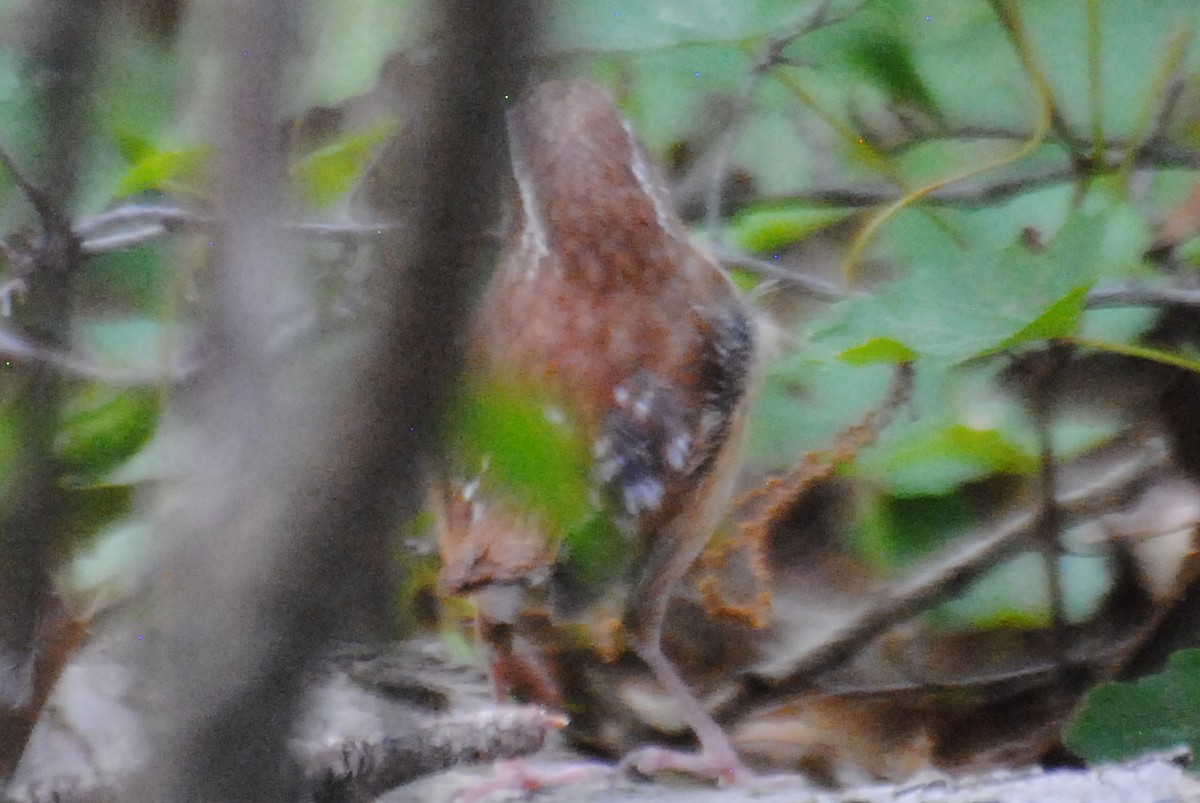 Carolina Wren - ML463488761