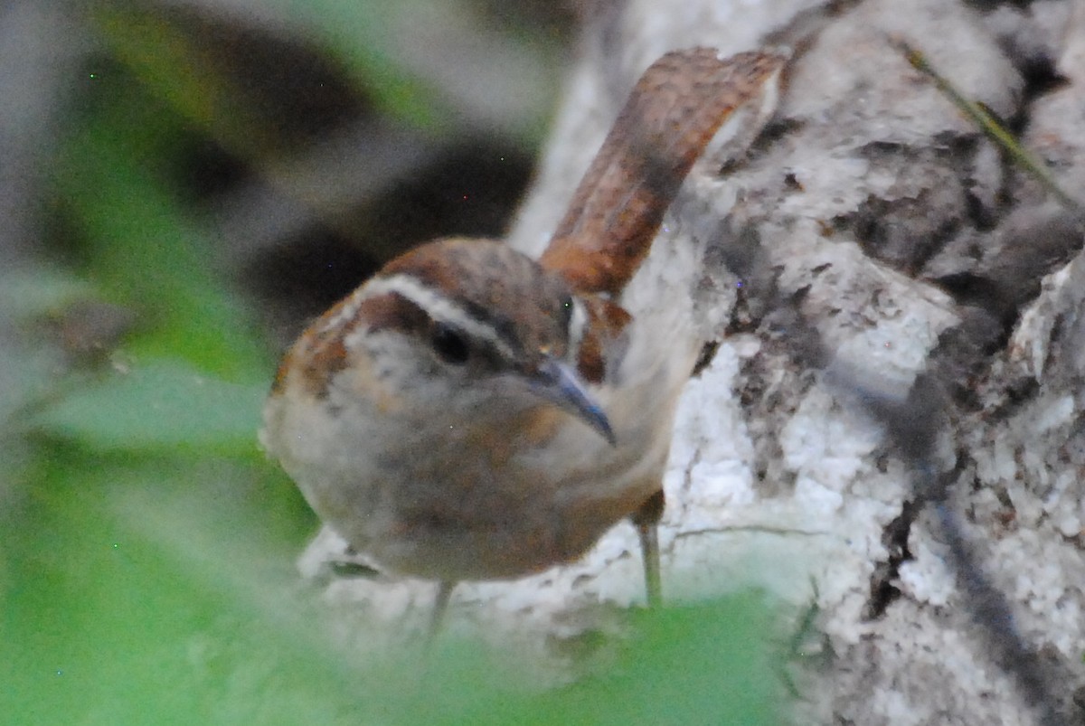 Carolina Wren - ML463488771