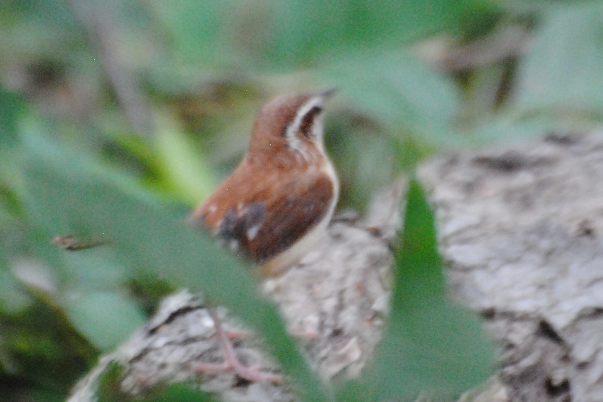 Carolina Wren - ML463488781