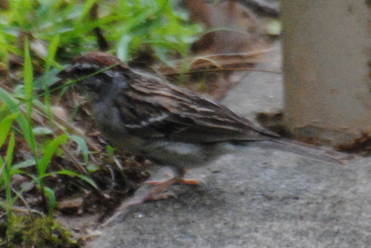 Chipping Sparrow - ML463488881