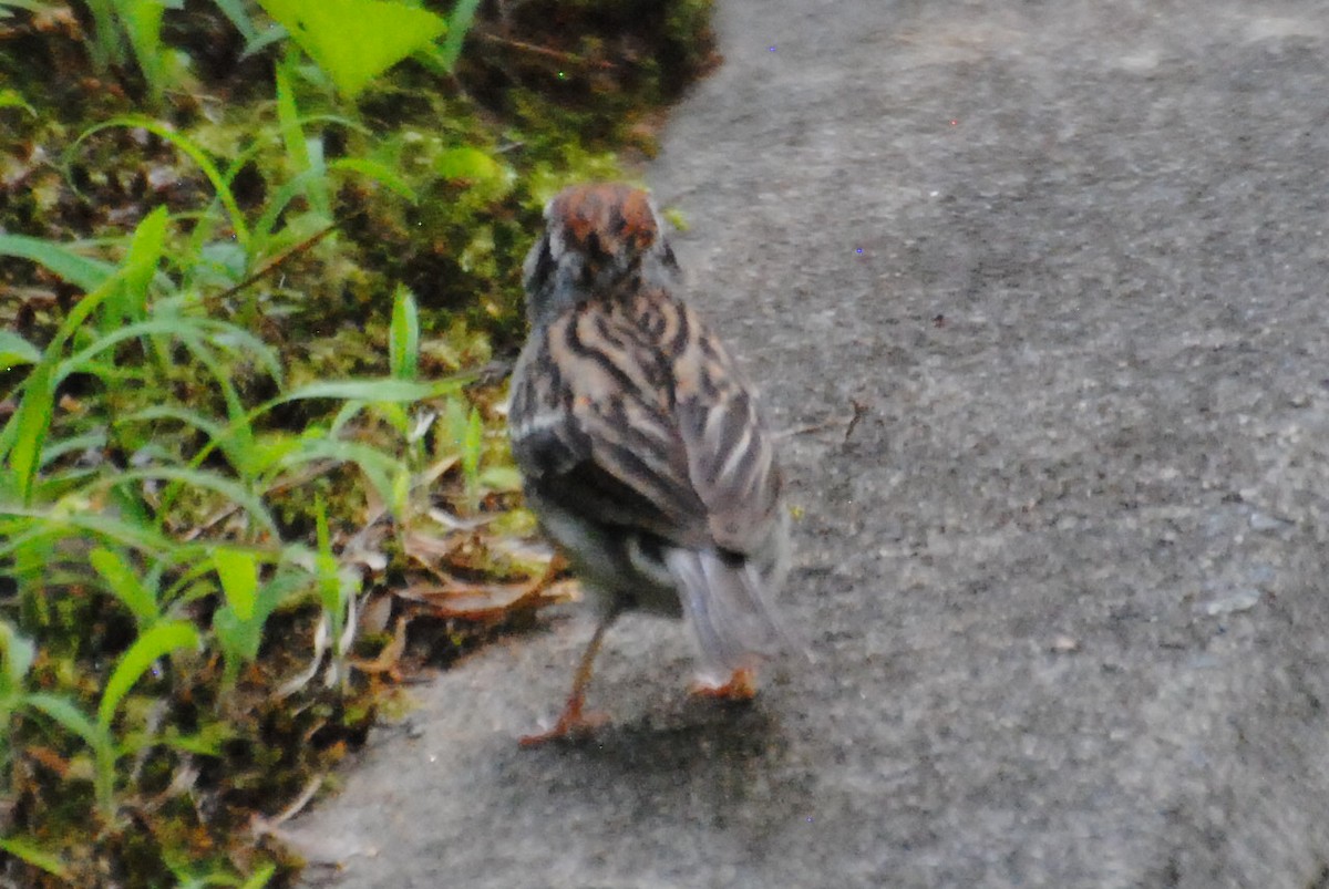 Chipping Sparrow - ML463488891