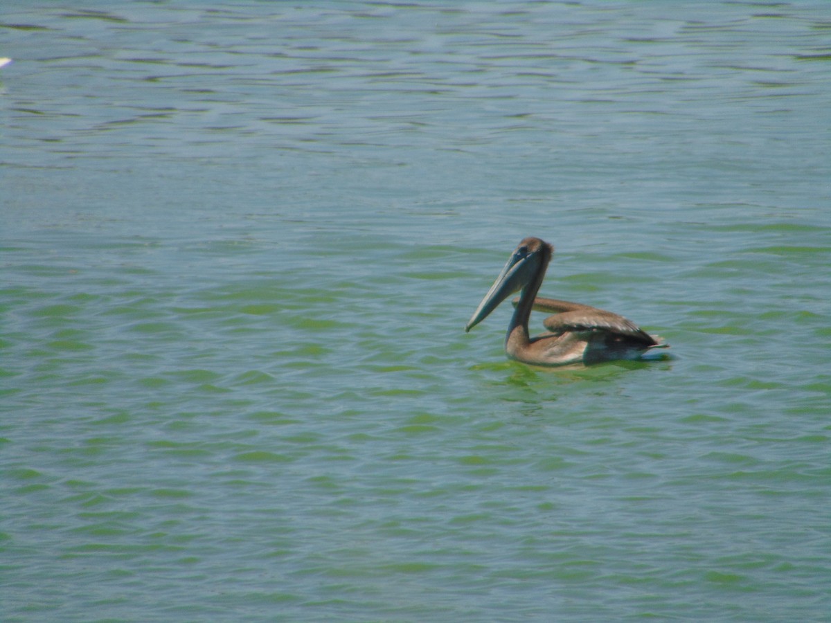 Brown Pelican - ML463489181