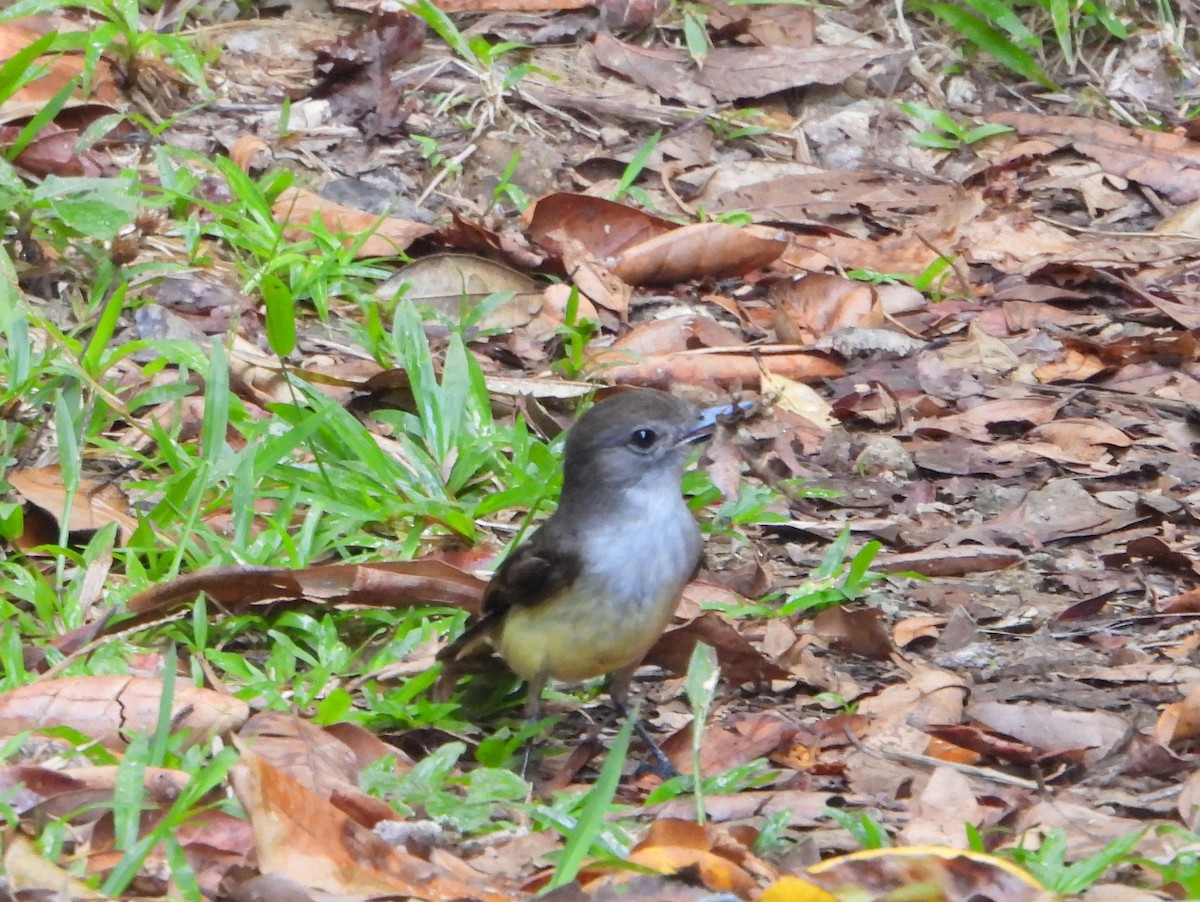 Lesser Antillean Flycatcher - ML463489211