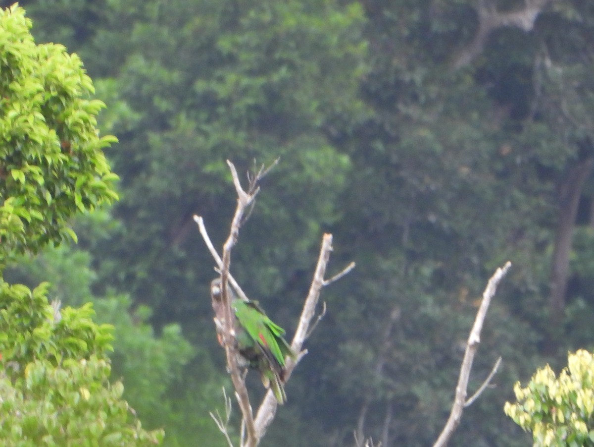 Imperial Amazon - ML463489661