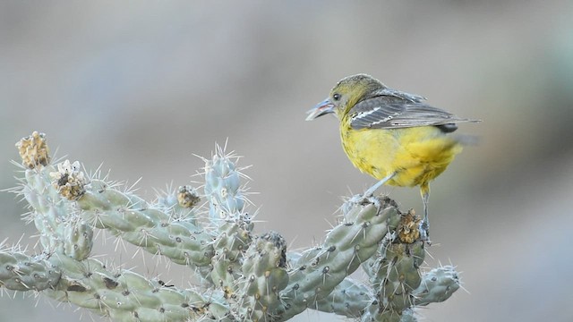 Oriole jaune-verdâtre - ML463491191