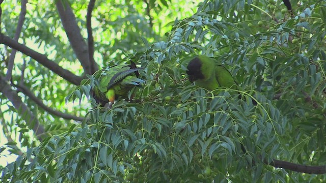 Nanday Parakeet - ML463491511