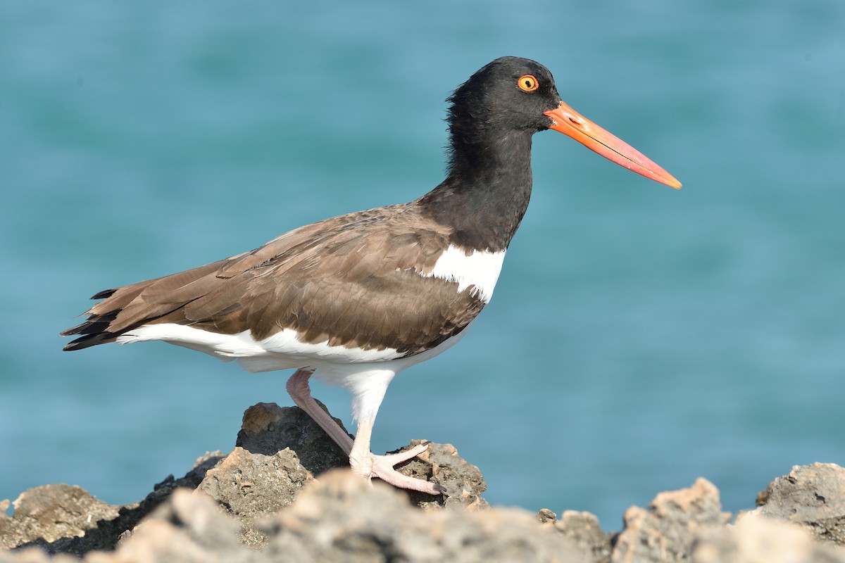 American Oystercatcher - ML46349221