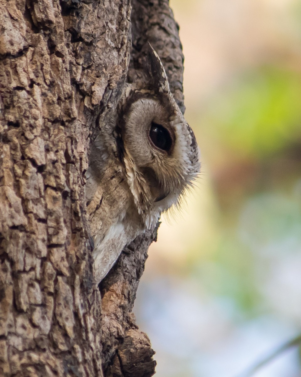 Indian Scops-Owl - Bhavik Dutt