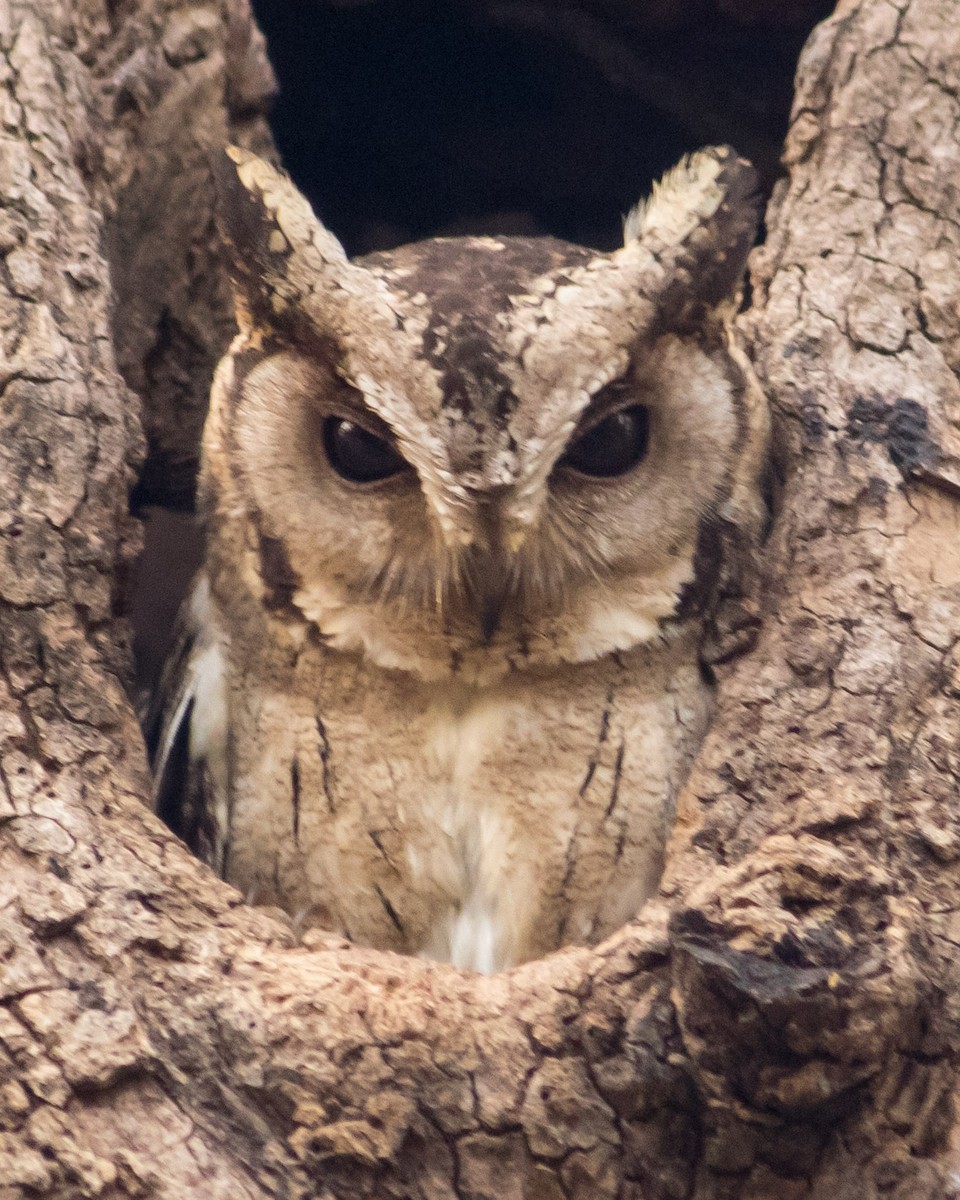 Indian Scops-Owl - Bhavik Dutt