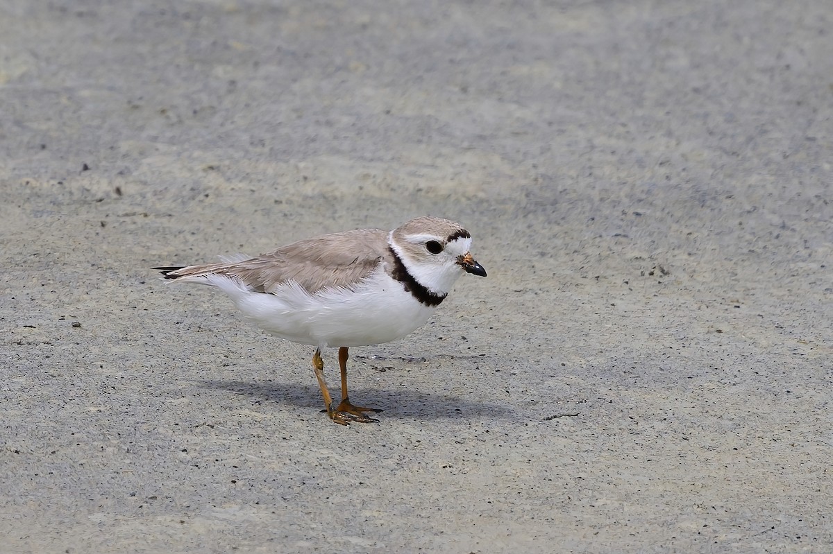 Piping Plover - Jian Mei